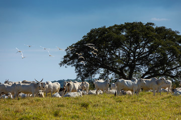 Obraz premium Nellore herd in the farm pasture next to a tree, Itu, Sao Paulo, Brazil
