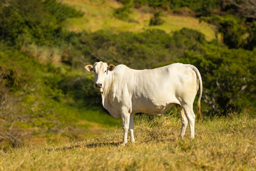 Nellore cow in the farm pasture for milk production, Itu, Sao Paulo, Brazil