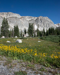 yellow flowers in the mountains with snow in snowy range medicine bow wyoming