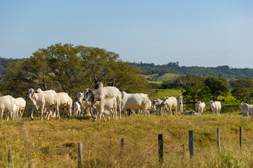 Obraz na płótnie Canvas Nellore cattle in the farm pasture for milk production, Itu, Sao Paulo, Brazil