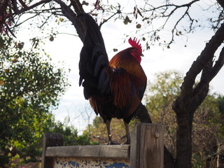 gallina de cerca en la naturaleza