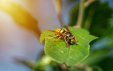 A European Wasp is resting on a green leaf.