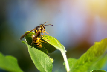 A European Wasp is resting on a green leaf.