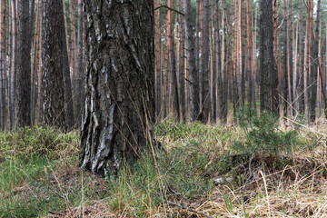 Mysterious pine forest in the morning