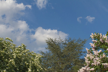 springtime flowery trees over clean clouds in sunny blue sky
