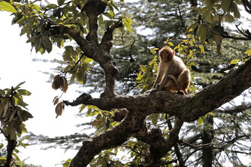 Monkeys near the Hanuman Temple in the city of Shimla, India.