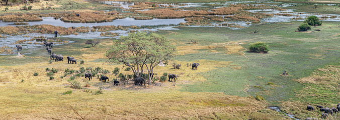 Herd of Elephants in the Okavango Delta, Botswana (aerial view)