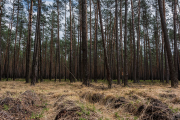 Mysterious pine forest in the morning