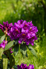 Blooming purple flowers of Rhodenron. A great decoration for any garden
