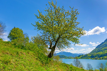 Fototapeta na wymiar Allgäu - Alpsee - Frühling - Baum - blühen - malerisch 