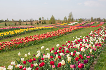 Blooming tulips field in the Dobropark park near the capital of Ukraine, Kiev. 