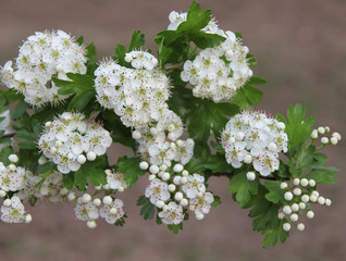 Hawthorn blossom. Fresh and flowery.