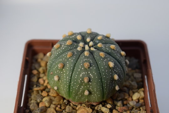 Cactus Astrophytum asterias on a white background