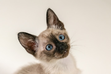 Close up face of purebred Thai Siamese cat with blue eyes sitting on white background. Cute eight weeks young Siamese kitten. Concepts of pets play hiding