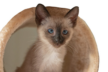 Purebred 2 month old Siamese cat with blue almond shaped eyes on beige playground background. Small kitten laying. Concepts of pets play hiding