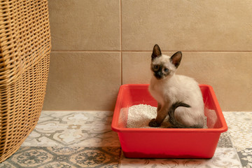 housebroken siamese kitten sitting in cat's toilet or kitty litter box