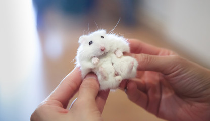 Selective Focused on Cute Little Exotic Female Winter White Dwarf Hamster receiving massage from owner. Pets health care, Caring Tips for Young Hamsters and Human Friend concept.