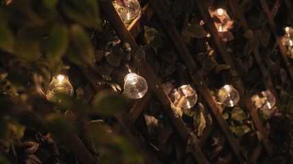 light in the forest