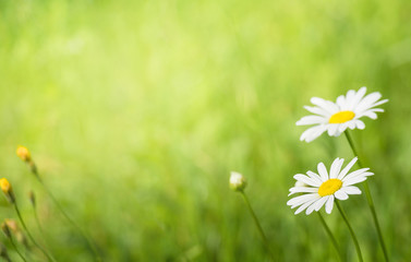Nature Summer Background with medical chamomile flowers