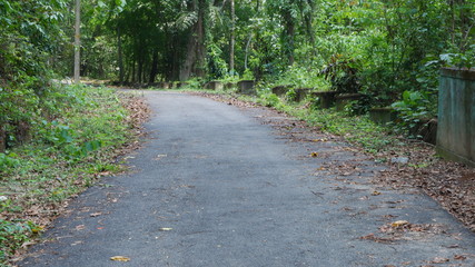 A curved  road  in the forest