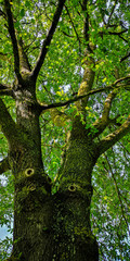 corteza, árbol, con textura, madera, naturaleza, musgo, bosque, cofres, dechado, café, verde, áspero, fábrica, roble, textura, viejo, abstracta, nativo, recubrir, madera, detallar, macro, close-up, ár