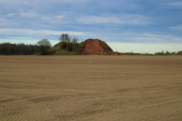 Two white birds walk through a freshly landed field