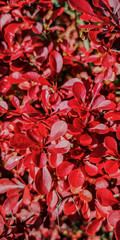 red flowers spring sun primavera flores rojas soleado