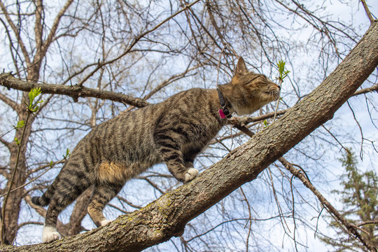 Close up view of a curious gray and brown striped tabby cat exploring a mature tree limb on a sunny day