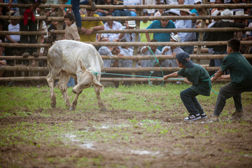 rodeo montubio in ecuador © jorge