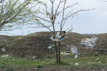 a young tree in spring with a lot of plastic bags hanging on it.