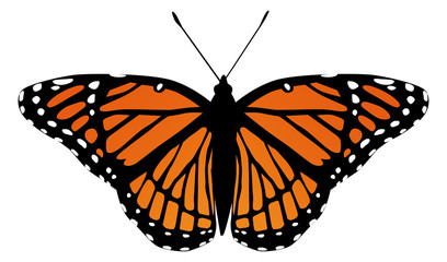 butterfly moth vector monarch orange insect flutter
