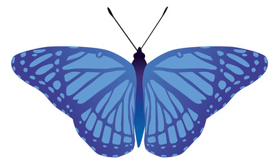 butterfly moth vector monarch orange insect flutter - obrazy, fototapety, plakaty