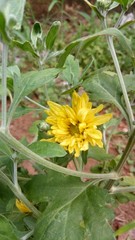 sunflower in the garden