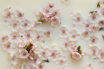 Pink apricot flowers in a milk bath. Spa body and skin care. Fragrant relaxation treatments. Trend sensory