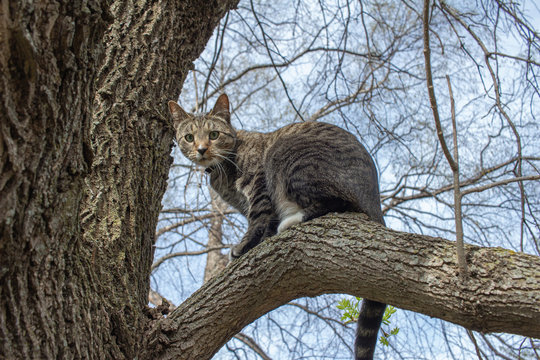 Close up view of a curious gray and brown striped tabby cat exploring a mature tree limb on a sunny day