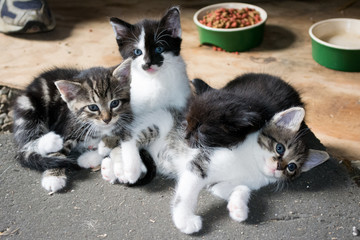 Pile of kittens