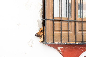 confined dog wanting to go outside