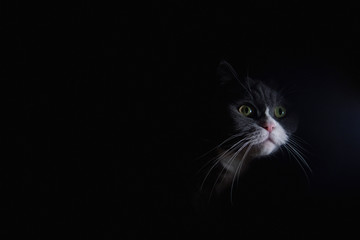 Szary kot brytyjski z białym pyszczkiem na ciemnym jednolitym tle