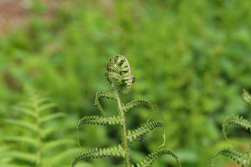 Wild young shoots of Pteridium aquilinum fern