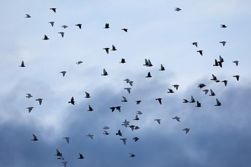 Birds flying against blue sky