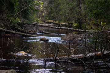 river in the forest