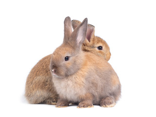 Two lovely brown rabbit isolated on white background. Lovely young rabbit sitting.