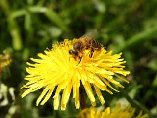 Bees on spring flowers close-up