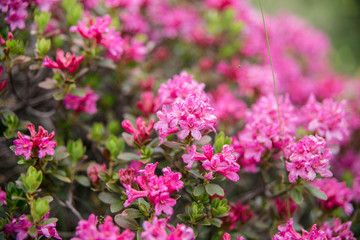Obraz premium pink flower of the alps
