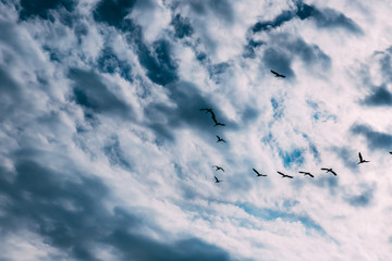 A flock of geese in the blue sky with white clouds. A school of birds flying south. Movement in the air. Group of water birds. Storks. Key flying birds. Copy space