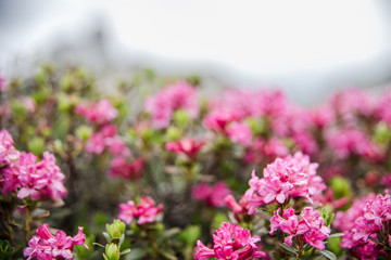 Fototapeta premium pink flowers in the alps
