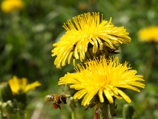 Bees on spring flowers close-up