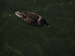 patos en su habitat natural