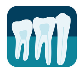 X-ray of human teeth. Three healthy molars on an x-ray. Vector illustration.