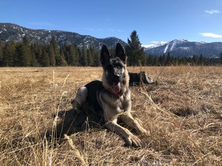 Black and Tan German Shepard in a Meadow
